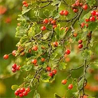 Hawthorn berry